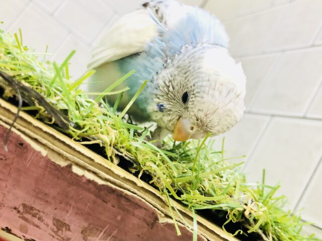 セキセイインコ