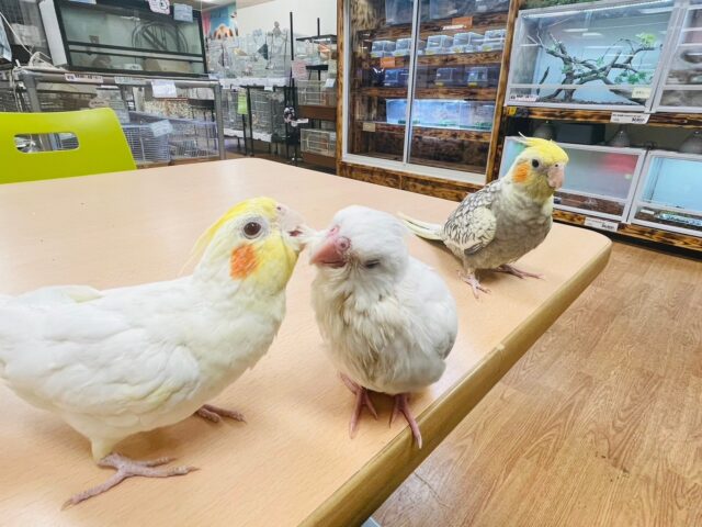 オカメインコ