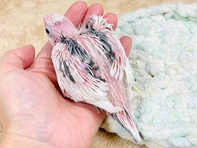 オカメインコ