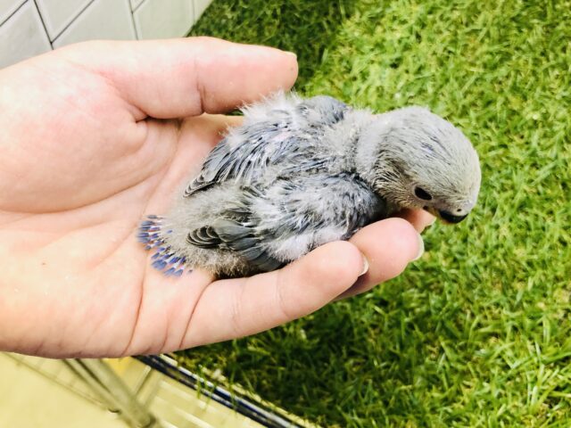 コザクラインコ（小桜インコ）