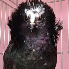 ジャコビン、再び！ルシファー様降臨です✨