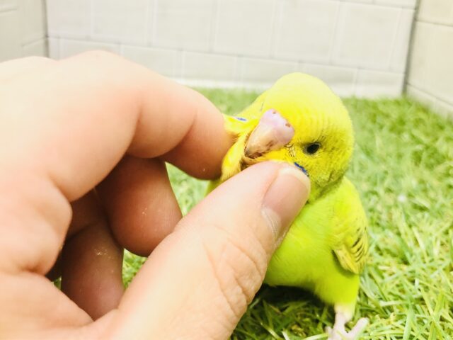 セキセイインコ