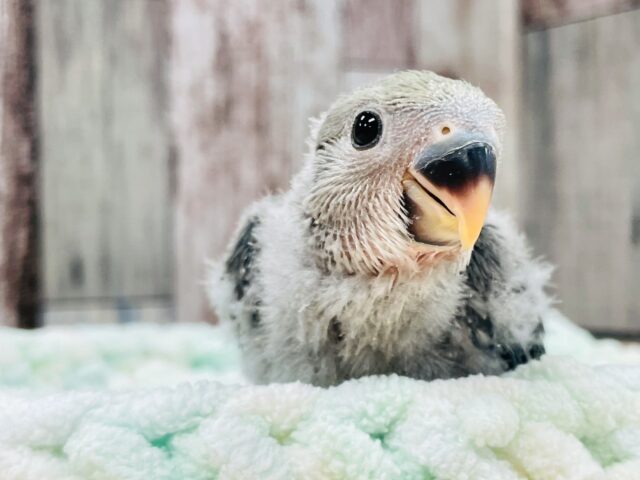 コザクラインコ（小桜インコ）