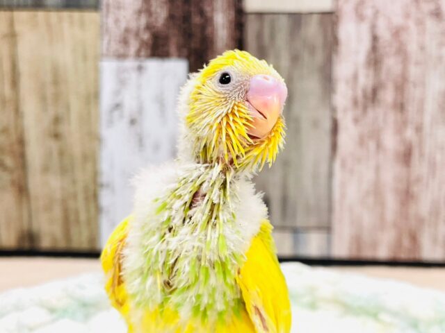 セキセイインコ