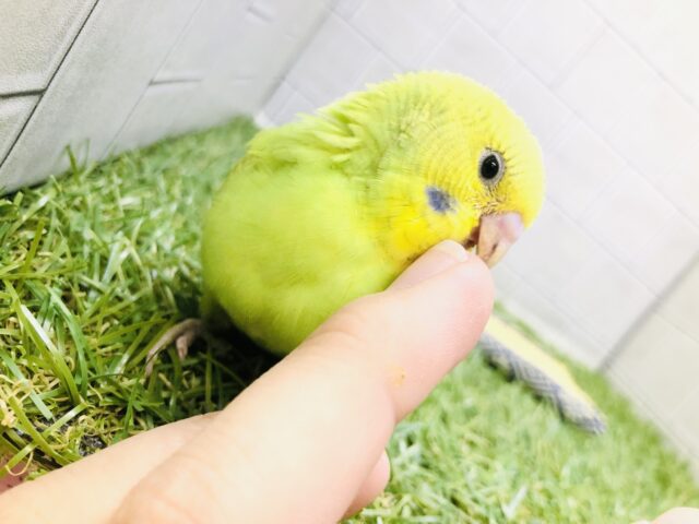 セキセイインコ