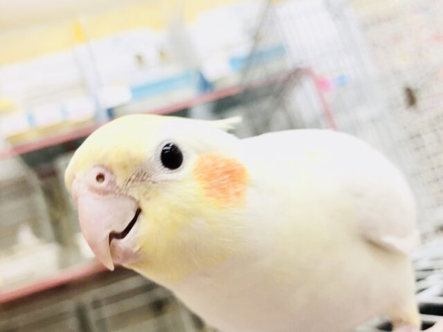 オカメインコ