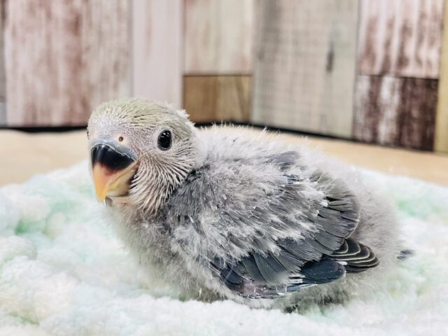 コザクラインコ（小桜インコ）