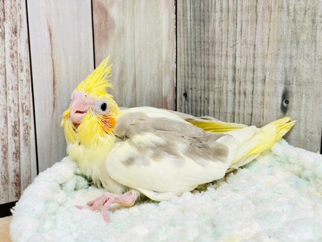 オカメインコ