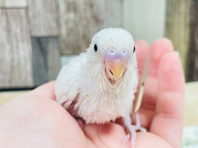 真っ白雪景色❄️セキセイインコ（ダブルファクター）ヒナ