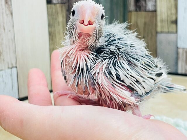 オカメインコ