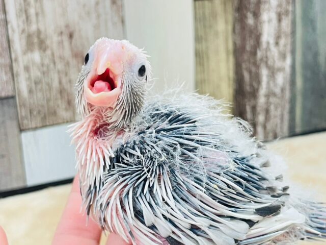 オカメインコ