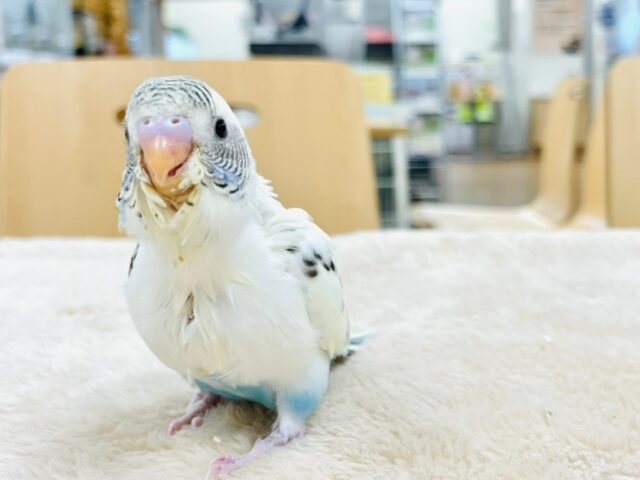 【最新画像更新🪄】可愛いが溢れてる♡♡セキセイインコ（クリームハルクイン）ヒナ