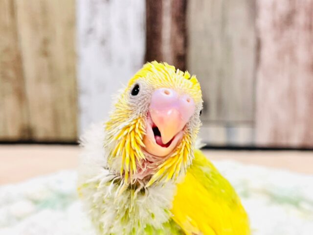 満面の笑みいただきました‪🫶🏻´-セキセイインコ（パイド）ヒナ