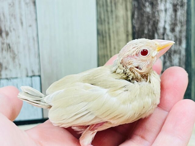 シナモン文鳥