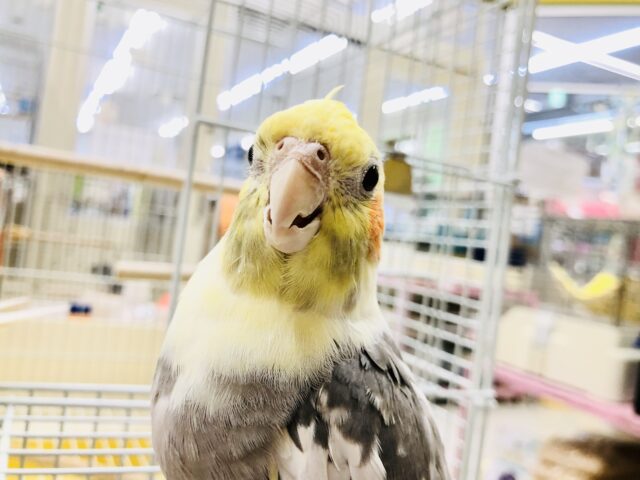 オカメインコ