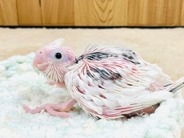 オカメインコ