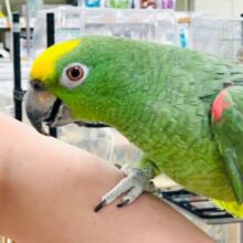 【最新画像更新🪄】おしゃべり上手💕キビタイボウシインコ