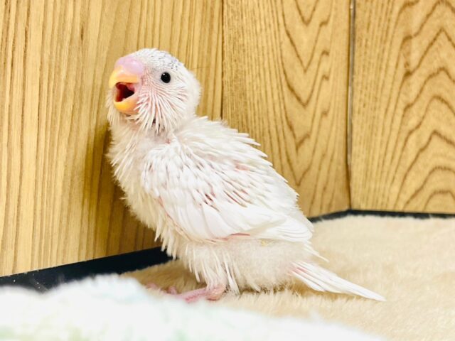 セキセイインコ