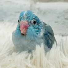 【最新画像更新🪄】澄んだ青空が広がってるね⛅️🫧マメルリハ(ブルーパイド) 男の子 ヒナ