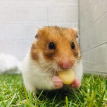 ハムちゃん界の大スター★☆　ゴールデンハムスター