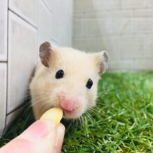 大人気！！★💗　キンクマハムスター