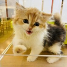 目が合ったら思考回路停止！？マンチカンちゃん！