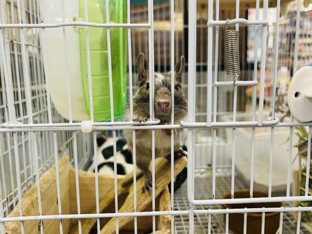 デグー