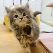 グイグイ前に来るけど許してね♥サイベリアンちゃん！