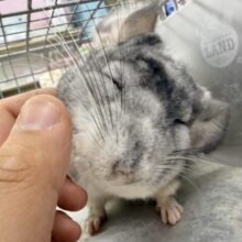 お腹で分かれるお色が素敵です✨チンチラのパイド🩶🖤