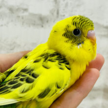 【最新画像更新🪄】ヤばっ♫　おっきい瞳でキラッキラ☆☆しかもーー　笑うし(*´ω`*)　セキセイインコ　ハルクイン～～