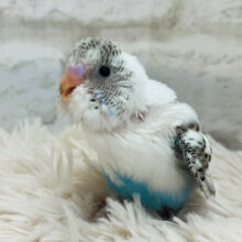 【最新画像更新🪄】白に映える「☆スポット」ｷﾚｲ♪　本人、気にしてナーい　セキセイインコ　ハルクイン～～