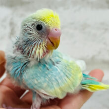 【最新画像更新🪄】早々飛ぶ練習？？　一生懸命さがまた可愛いねっ　セキセイインコ　パステルカラーレインボースパングル～～