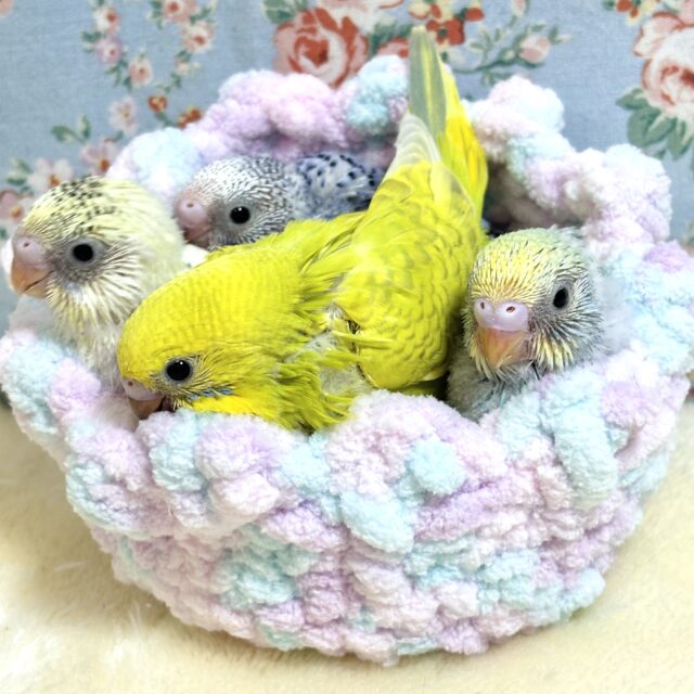 セキセイちゃんず寒さが厳しい中来てくれました〜！🐥🐥🐥🐥✨💫