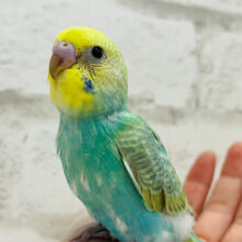 【最新画像更新🪄】コチラが甘えたくなる存在っ　セキセイインコ　パステルカラーレインボー　～～