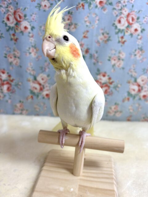 オカメインコ