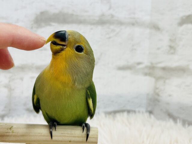 コザクラインコ（小桜インコ）