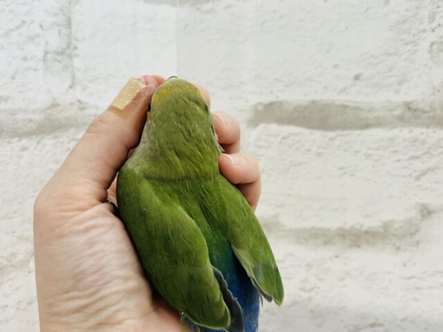 コザクラインコ（小桜インコ）