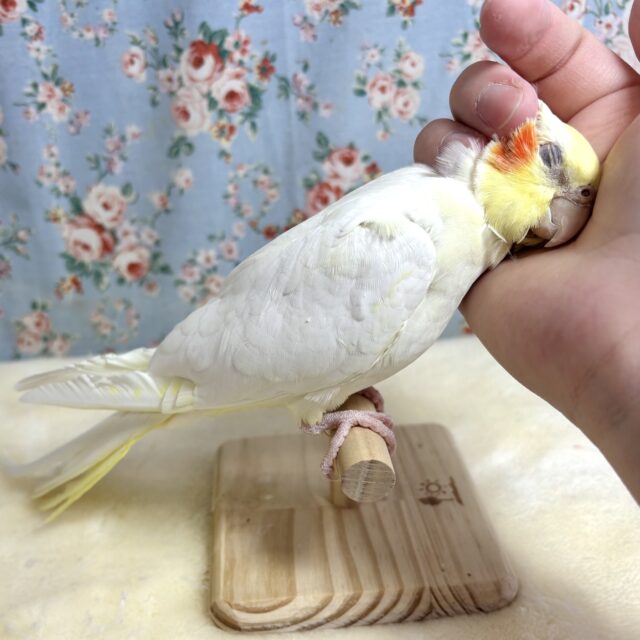 オカメインコ
