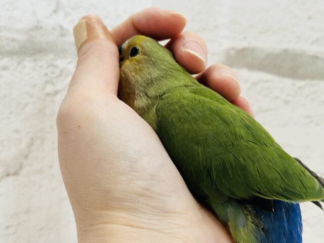 コザクラインコ（小桜インコ）