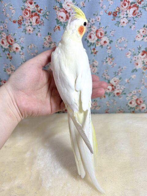 オカメインコ