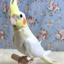 オカメインコ  ルチノー  ‎🤍‪🧡‬‪( ･θ･)✨️