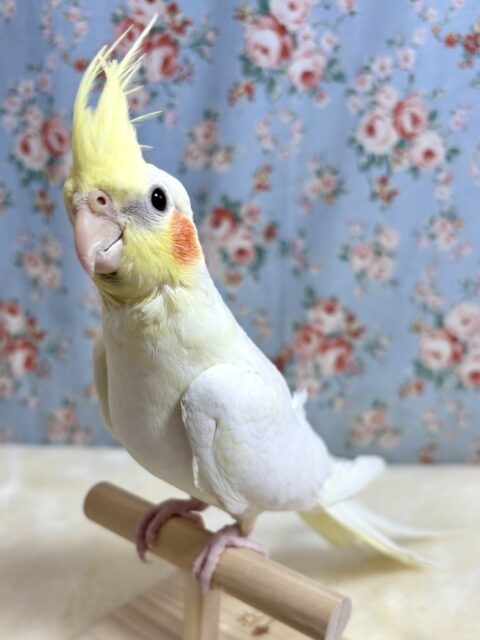 オカメインコ ルチノー ‎🤍‪🧡‬‪( ･θ･)✨️