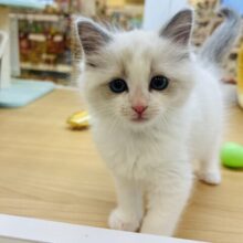 無防備にも程がある！？ラグドールくん！