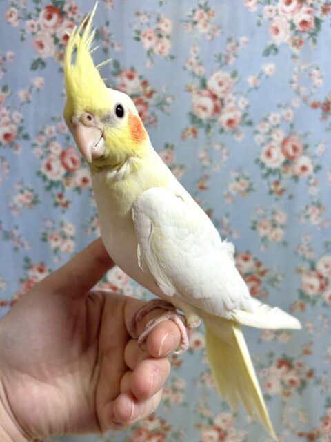 オカメインコ