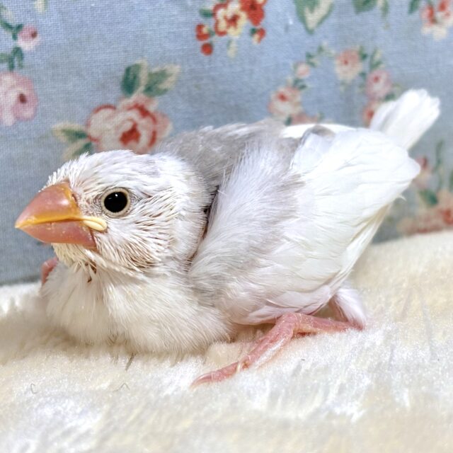 白文鳥ちゃん‎🤍🍎☆*。