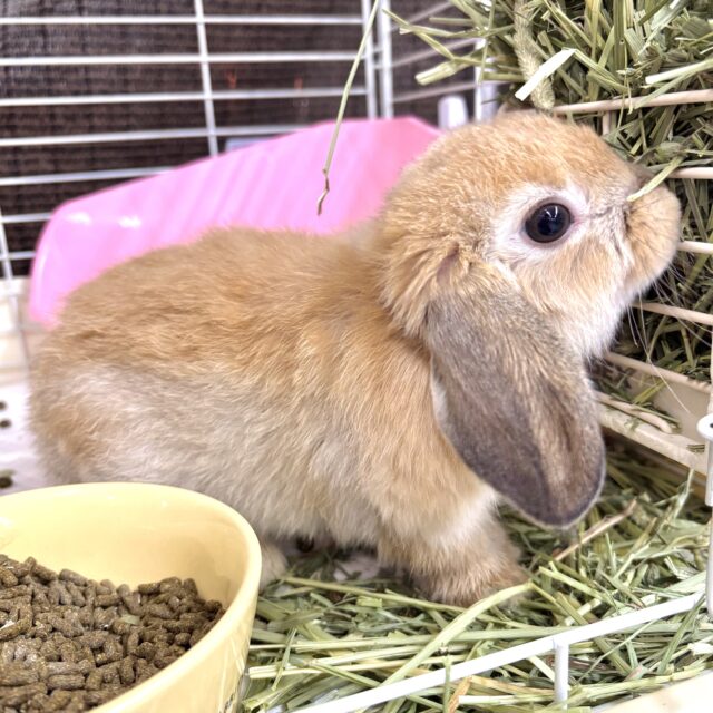 ホーランドロップ