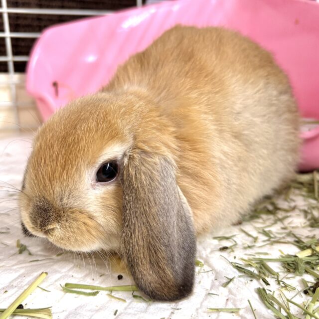 ホーランドロップ