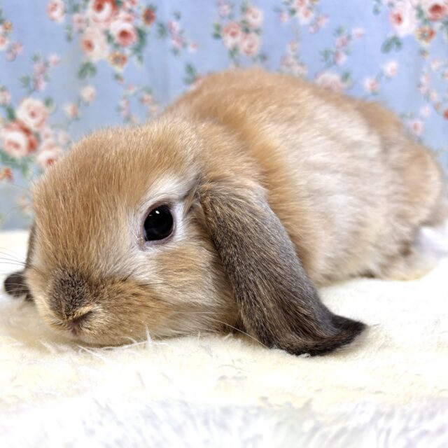 ホーランドロップ