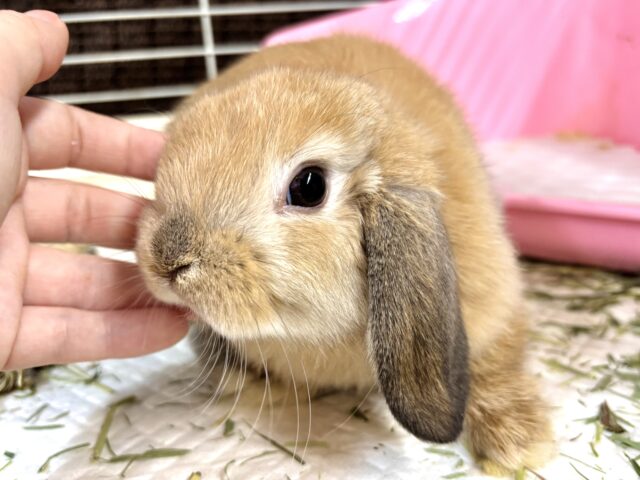 ホーランドロップイヤーラビット 男の子 🐰🏷‪‪‪‪🤎