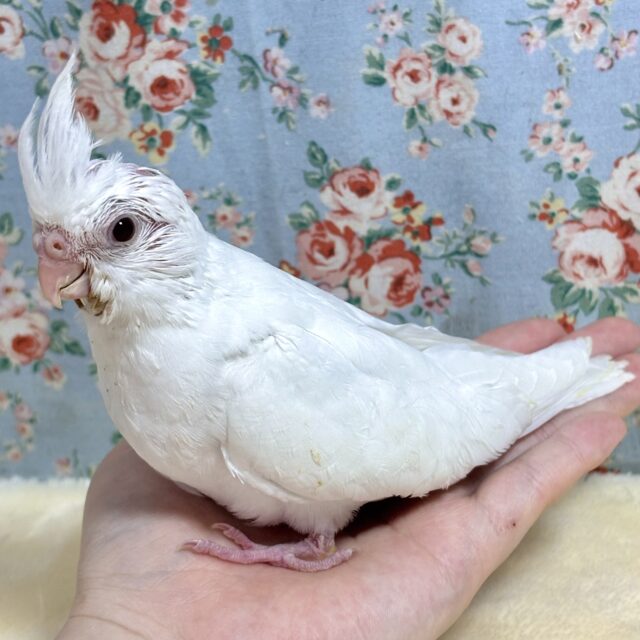 ナガシンブリード繁殖用オカメインコ – バードショップ ナガシン